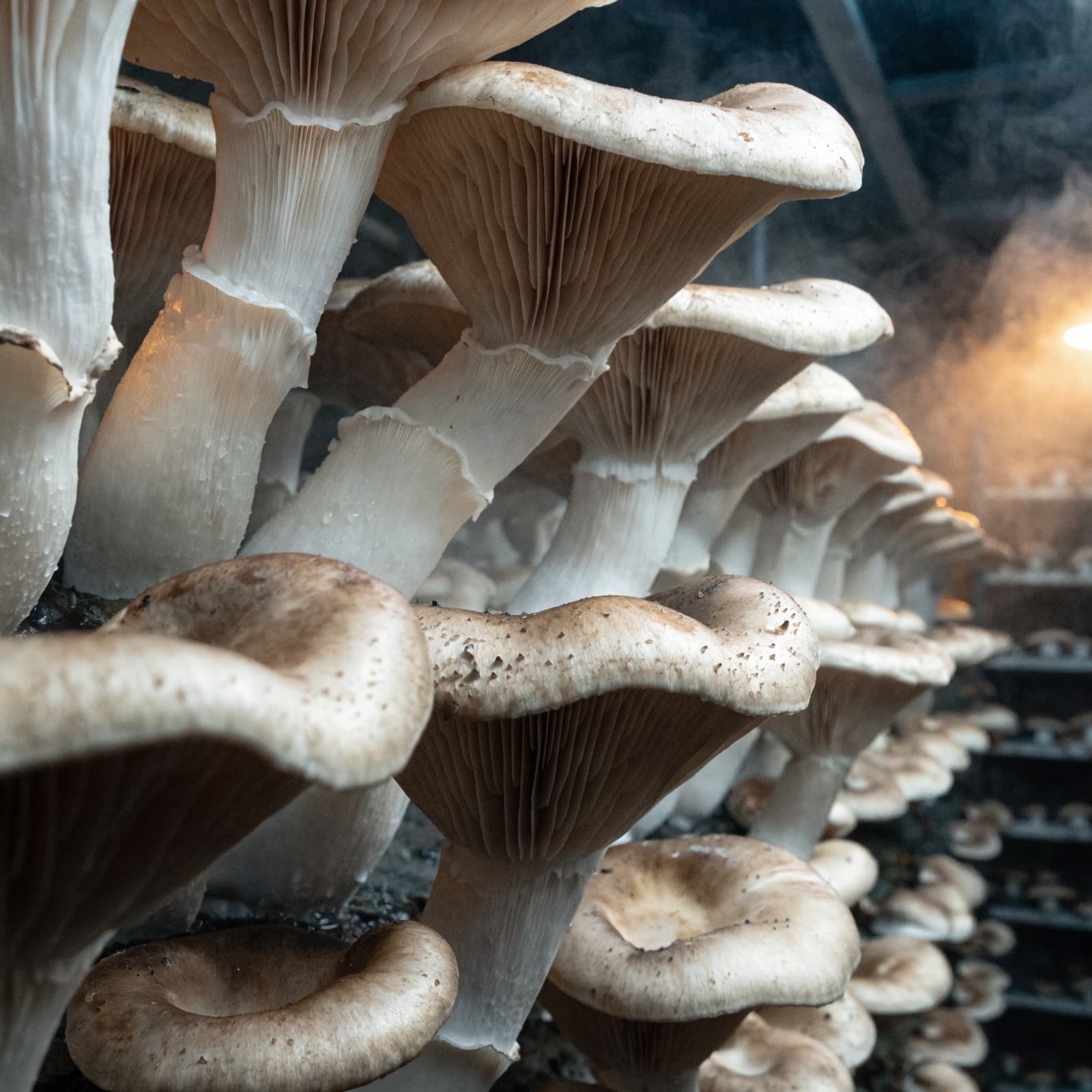 Mushrooms